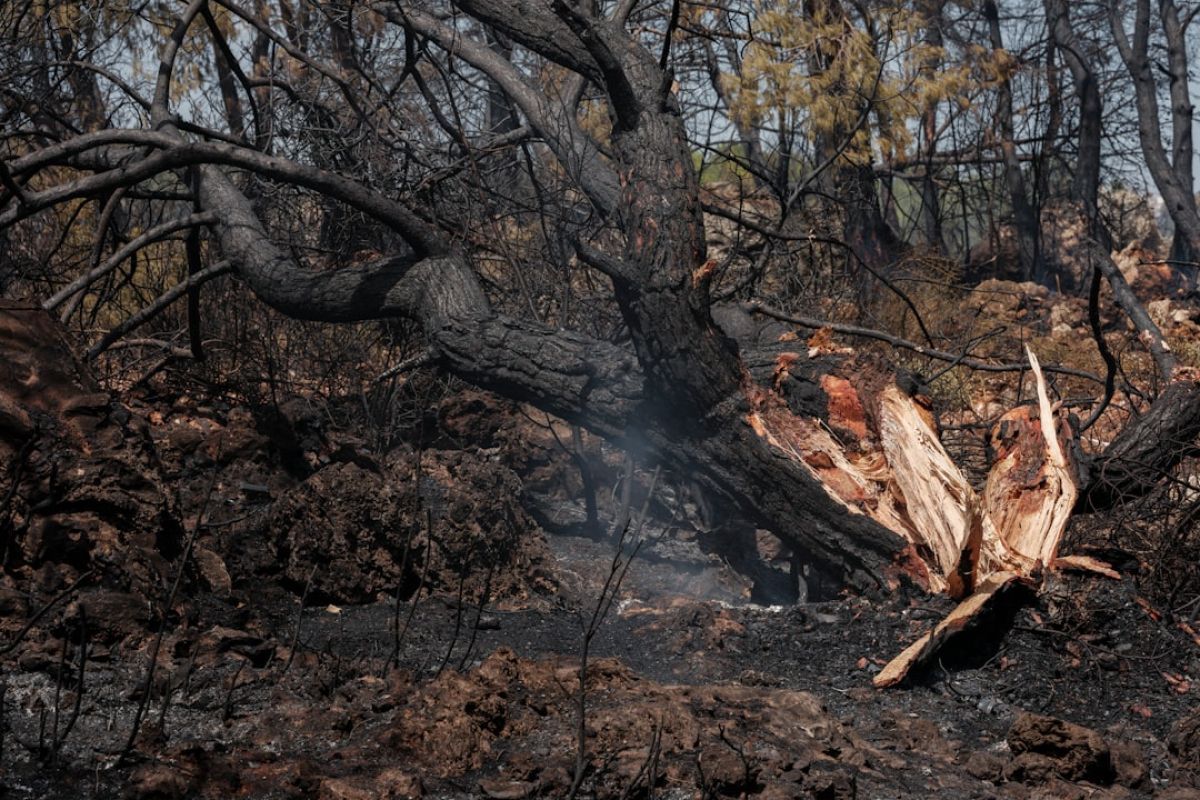 Déforestation : Impact alarmant sur l'environnement 2024