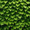 Guide ultime: quelle plante pour votre mur végétal?