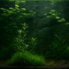 Plantes d’aquarium design à petit prix