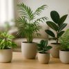 Plante d’intérieur : laquelle choisir ?
