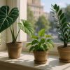 Plantes idéales à mettre derrière une fenêtre